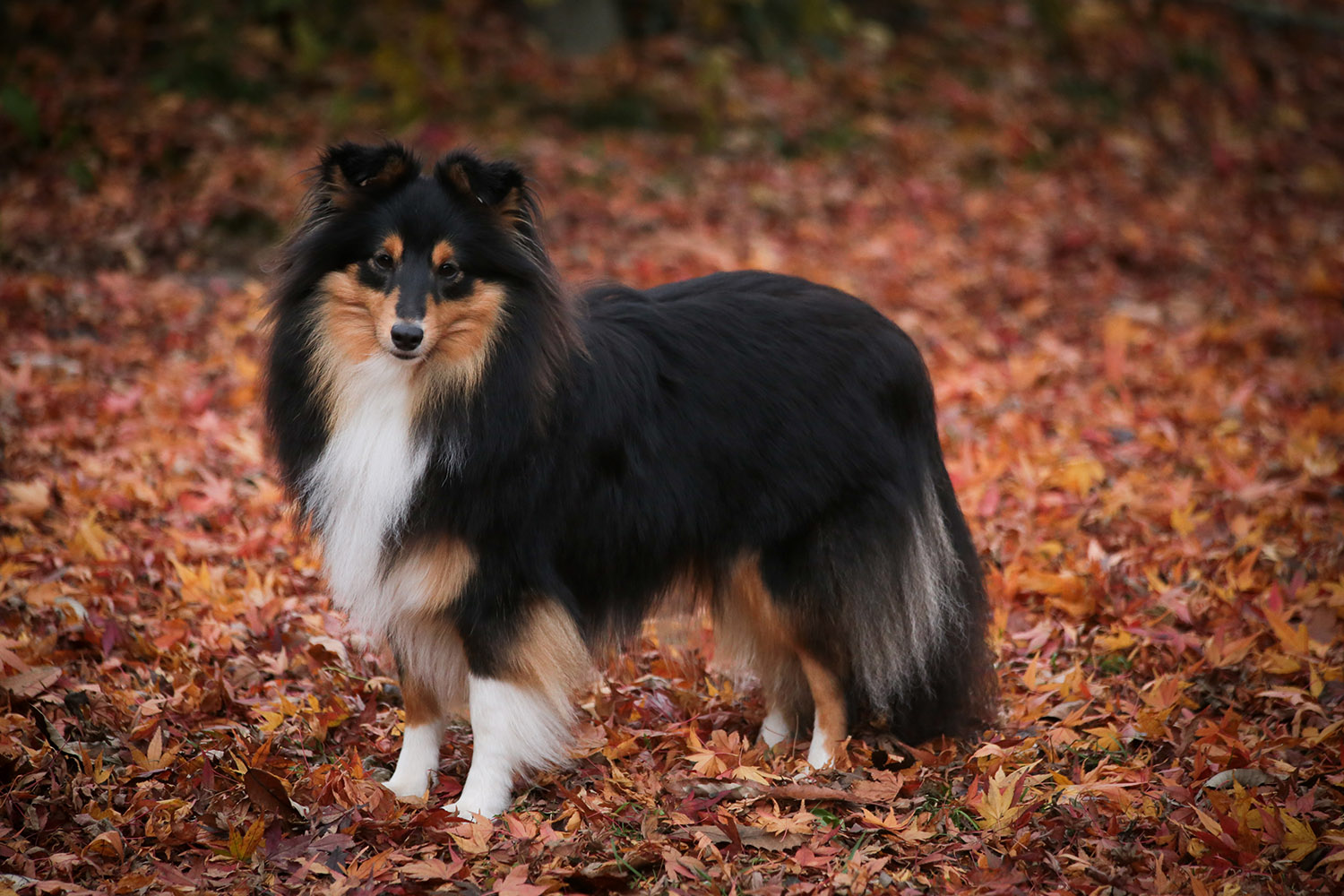 BENTLISE FIRST ARYA Fillory Shetland Sheepdog