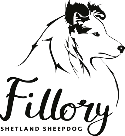 Fillory Shetland Sheepdog